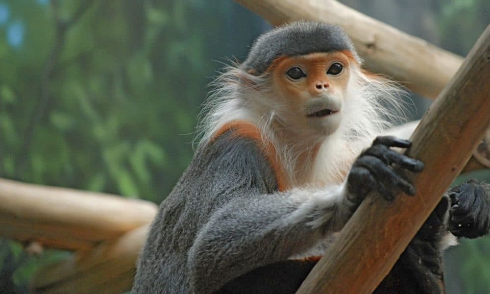 Endangered Primate Rescue Center Primates 2 1200X600