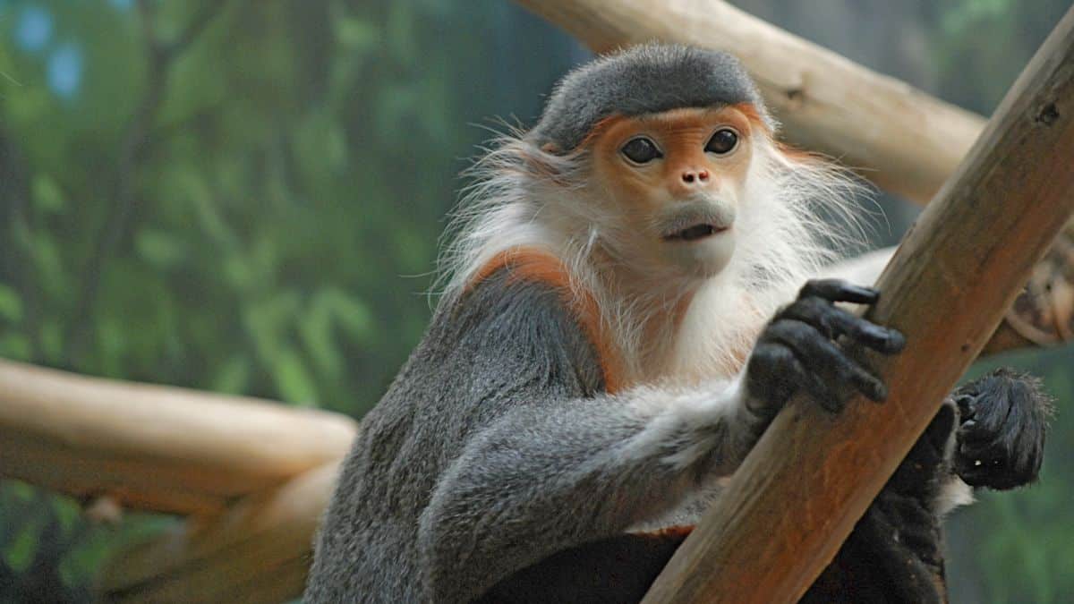 Endangered Primate Rescue Center Primates 2 1200X600