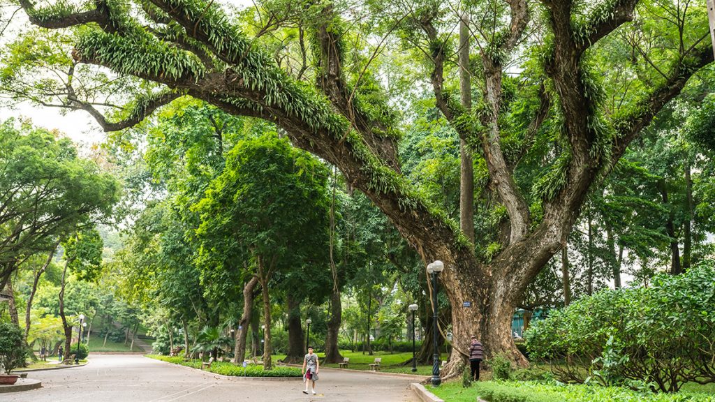 Chao Hanoi Botanical Garden 4