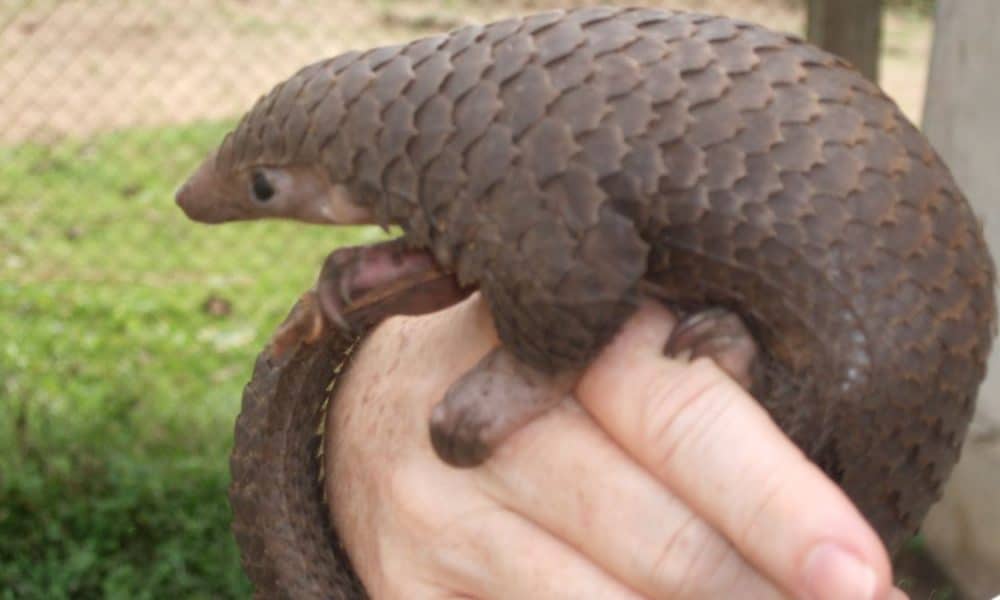 Pangolin