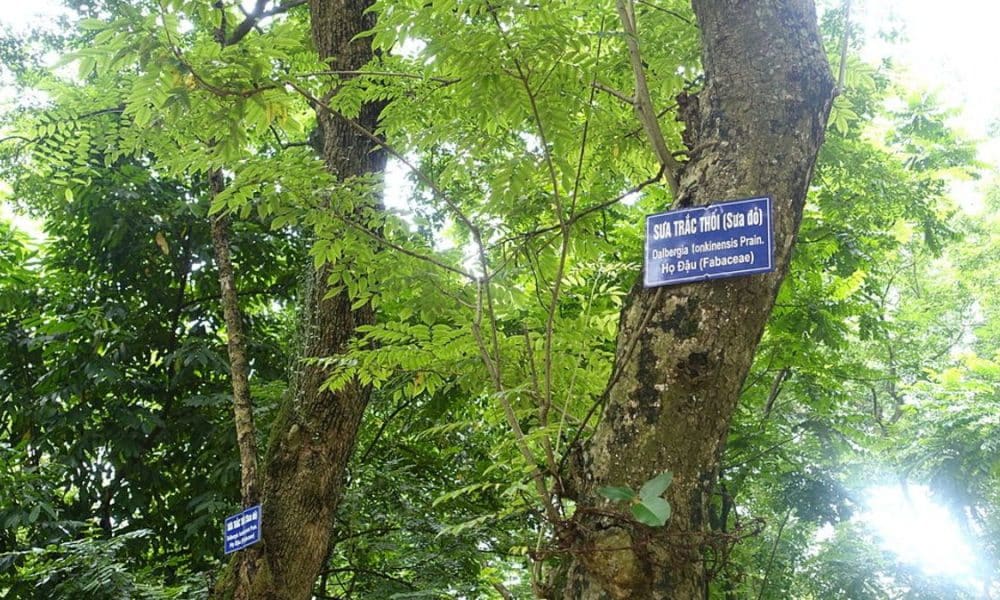 Trees Hanoi