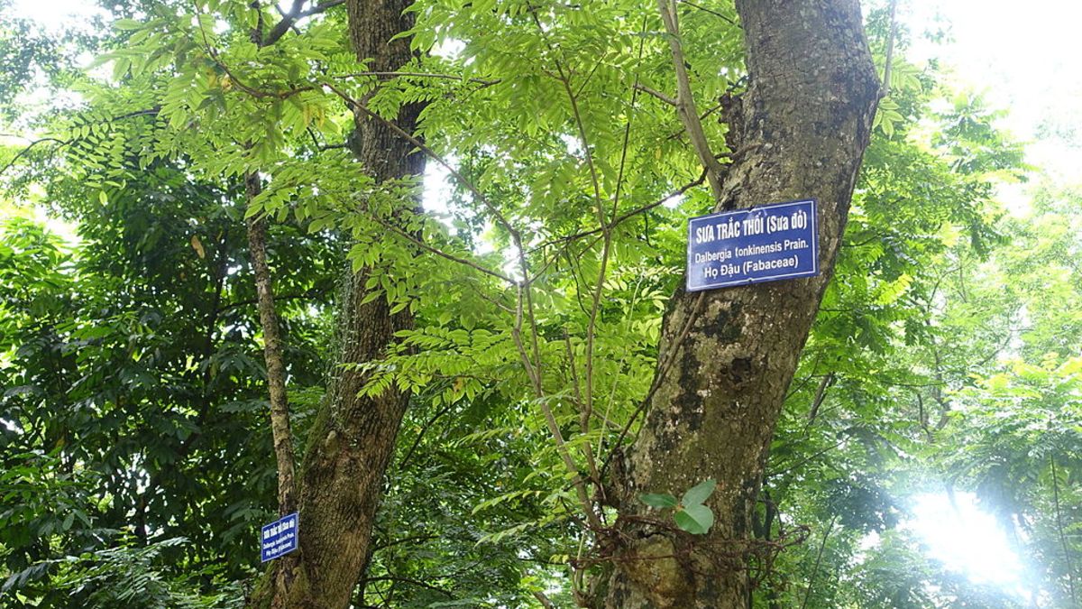 Trees Hanoi