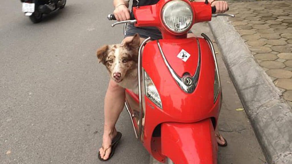 Dog On Scooter In Hanoi