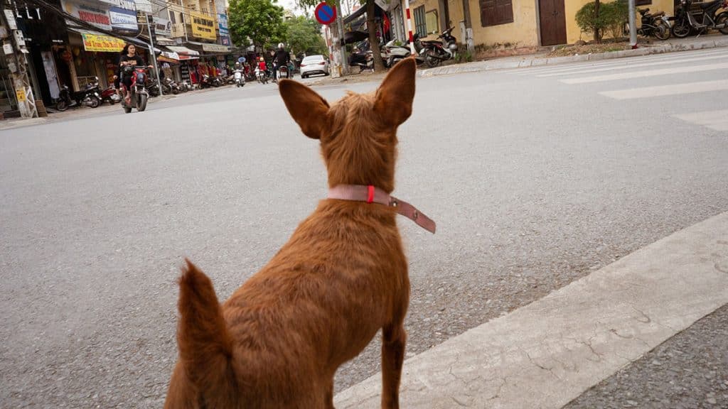 Dog On Street Hanoi