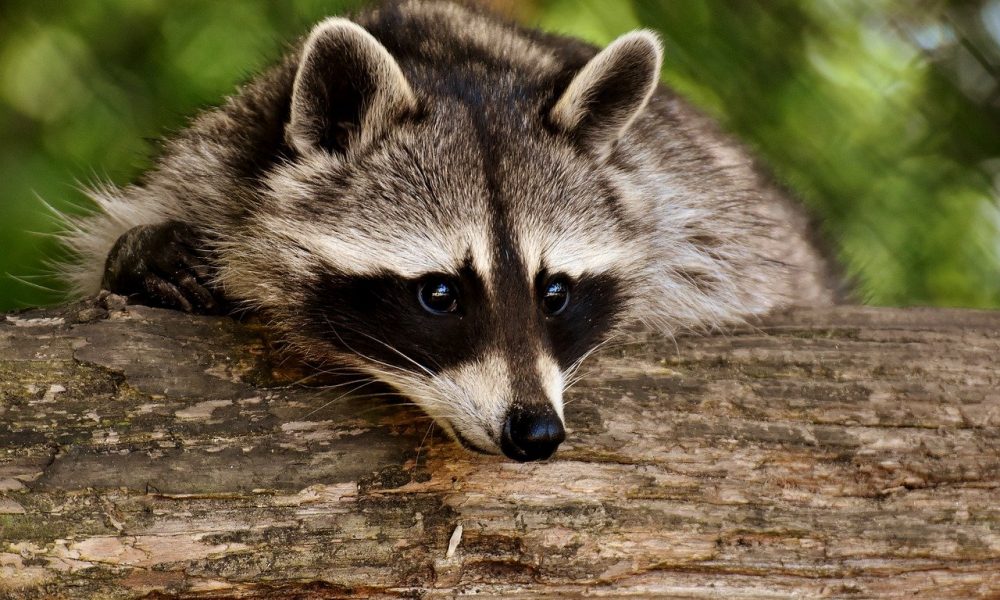 Raccoon 3538081 1280